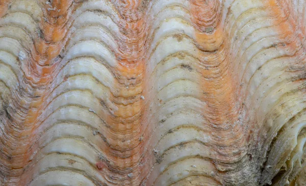 Superficie cáscara blanca naranja. Foto de primer plano de fósiles de animales marinos. Superficie de concha vieira. Seashell macrofoto . —  Fotos de Stock