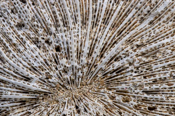 Sea coral texture macro photo. Cnidarian structure closeup. Natural texture for seaside decoration. Underwater object texture — Stock Photo, Image