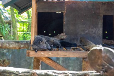 Palawan dürbünü ya da ayı kaplamasında uyuyor. Filipin 'e özgü bir hayvan. Palawan adası vahşi doğa.