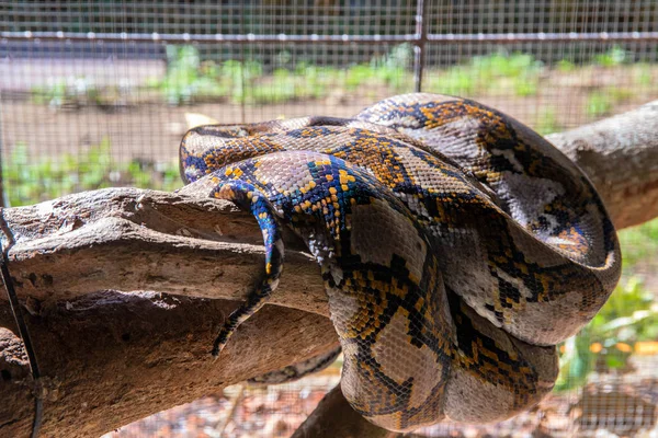 Un grosso serpente che dorme in gabbia. Fauna tropicale nello zoo. Un grosso pitone in gabbia. Rettile pericoloso dell'isola tropicale — Foto Stock