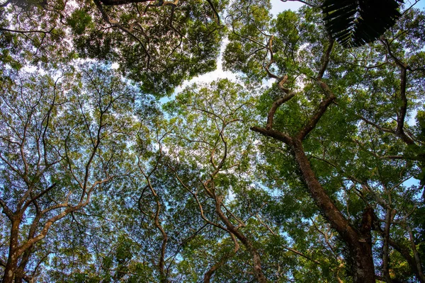 Gran copa de árbol sobre fondo nublado del cielo. Vista del follaje del bosque tropical antiguo desde el suelo. Ramas verdes en el cielo telón de fondo . — Foto de Stock