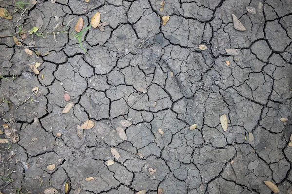 Cracked soil with autumn leaf. Grungy arid land photo texture. Drought land top view. Grey cracked floor surface.