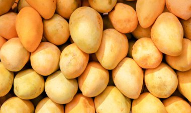 Meyve pazarında taze sarı mango yığını. Bir sürü tropikal meyve. Olgun mango. Tatlı mı, çiğ vejetaryen yemeği mi?