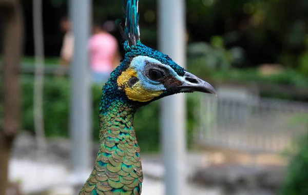 Iridescent peafowl head close seup photo. Портрет птицы в зоопарке. Зеленое и синее перо павлина. Милый птичий крупный план — стоковое фото