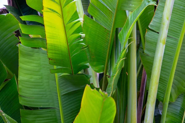 Hoja verde de planta tropical. Flora decorativa a la luz del sol. Follaje de palma de plátano. Planta tropical abstracción frondosa —  Fotos de Stock