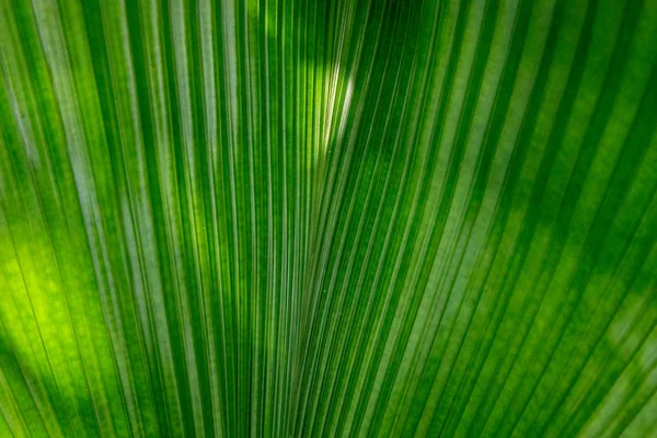 Hoja verde de planta tropical. Flora decorativa a la luz del sol. Palma como planta de interior. Textura tropical de las hojas de primer plano . —  Fotos de Stock