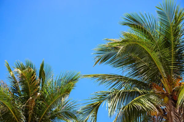 Coco palm crown on blue sky background, tropical nature. Palm tree in sunny sky banner template.