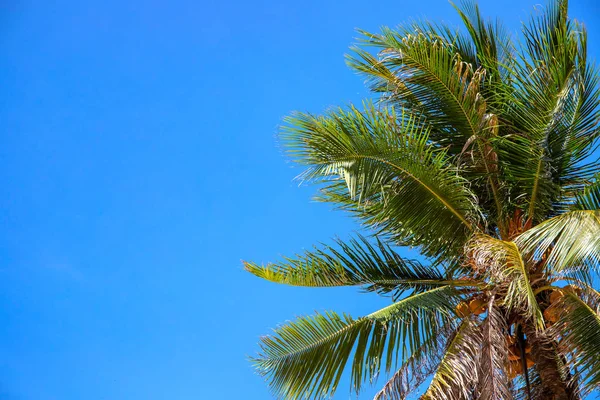 Coco palm crown on blue sky background, tropical nature abstract photo. Palm tree in sunny sky banner template