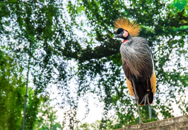 Серая корона с золотым гребнем на зеленом фоне дерева. Тропический птичник зоопарка. Красивая высокая птица с желтой короной . — стоковое фото