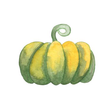 Green pumpkin watercolor illustration on white background. Autumn seasonal handdrawn icon. Whole ripe squash drawing.
