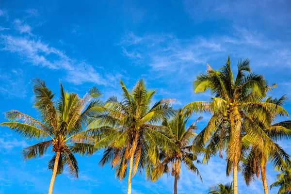 Green palm tree crown on blue sky background. Beautiful tropical nature photo. Fluffy palm leaf on wind