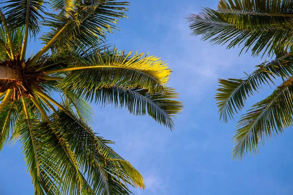 Green palm tree branch on blue sky background. Beautiful tropical nature photo. Fluffy palm leaf on wind
