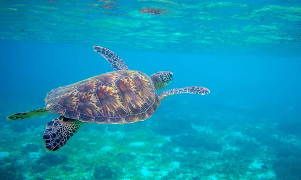 Deniz kaplumbağası deniz yüzeyinin altında yüzüyor. Yeşil kaplumbağa sualtı fotoğrafı. Tropik deniz yaban hayatı. Vahşi deniz kaplumbağası. — Stok fotoğraf