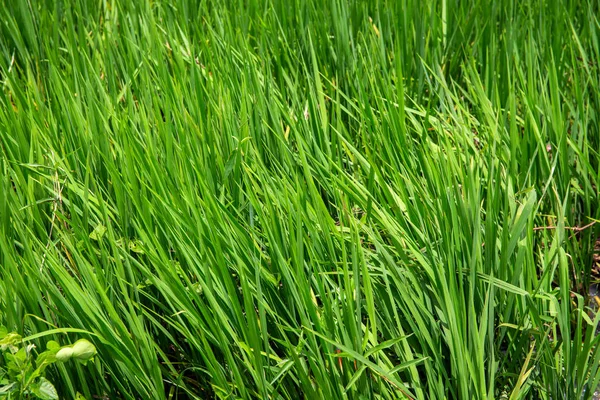 Green grass field closeup. Optimistic natural landscape photo. Summertime garden lawn detail. Green grassland texture