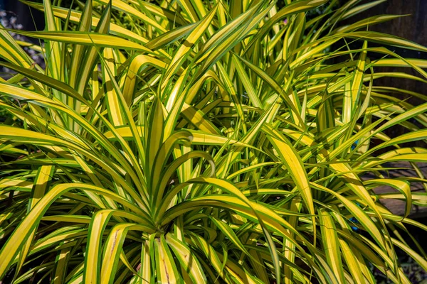 Растение с зеленой и желтой листвой. Натуральный цветочный фотофон. Тропический сад — стоковое фото