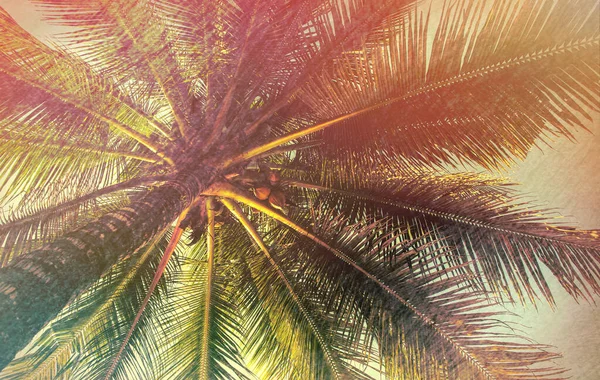 Palme mit Kokosnuss, Foto im Retro-Stil. Sommerreiseziel. flauschiges Palmblatt am Himmel des Sonnenuntergangs. — Stockfoto