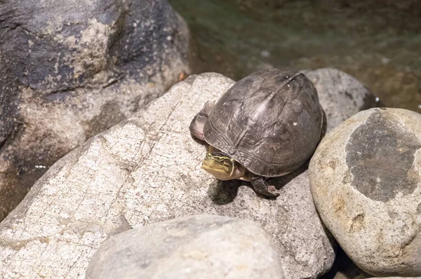 Nette Schildkröte auf rundem Stein in der Nähe des Teiches. Landschildkröte mit gelben Streifen auf dem Kopf. Amboinaschildkröte. — Stockfoto