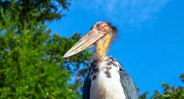Uccello cicogna marabù con becco lungo e testa calva. Uccello africano allo zoo. Gambe lunghe e becco d'uccello. Specie di uccelli carnivori . — Foto Stock