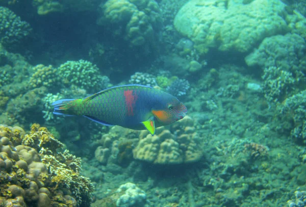 Pesce pappagallo verde e blu nella barriera corallina, foto subacquea. Colorato pesce tropicale foto subacquea. Pesce pappagallo in natura selvaggia — Foto Stock