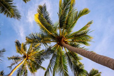 Mavi gökyüzü arka planında tropik palmiye dalı. Coco palmiye ağacı taç afiş şablonu. Yaz seyahati