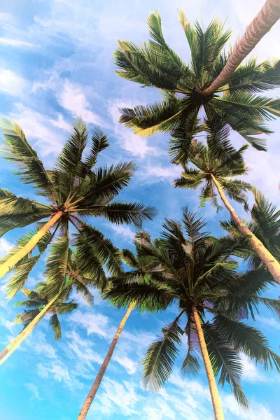Green palm leaf on blue sky background. Vertical tropic nature digital illustration. Tropical island travel creative banner template