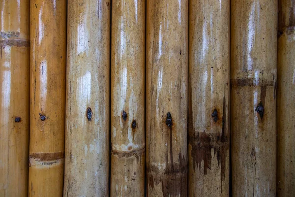 Natural bamboo wall photo texture. Bamboo trunk covered with varnish. Rustic hut of South Asia construction material.