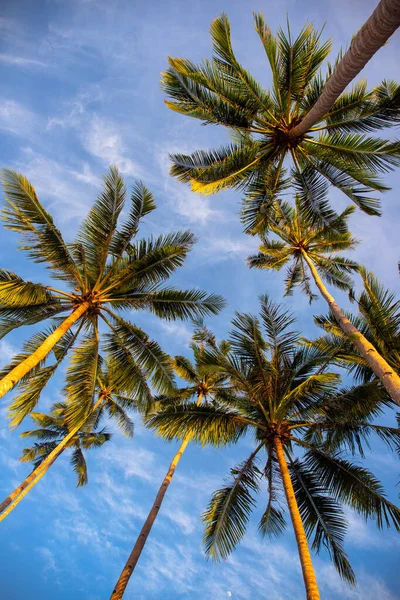 Tropical palm tree on blue sky background, vertical photo, Summer travel destination. Social media cover image