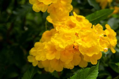 Sarı çiçekli tropik çiçek ağacı. Egzotik bitki fotografı. Yeşil dalda çiçek açan ağaç..