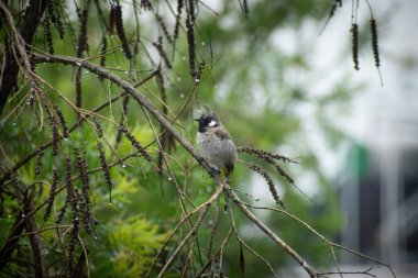Himalaya Bulbul (Pycnonotus leucogenys) doğal güzelliğini ve eşsiz özelliklerini sergileyerek vahşi doğada fotoğraflandı. Vahşi yaşam ve doğa kavramları için mükemmel..