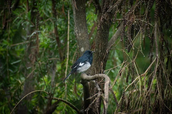 Doğulu Saksağan Robin vahşi doğada güzelce dinleniyor. Siyah beyaz tüyleri olan bu küçük kuş yaygın bir bahçe kuşudur ve neşenin sembolüdür.