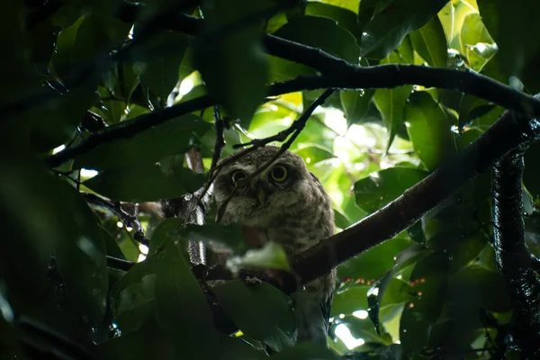 Gece vakti bir ağaç dalında dinlenen küçük baykuşun yakın çekimi. Vahşi yaşamın, gizemin ve doğal güzelliğin mükemmel bir temsili..
