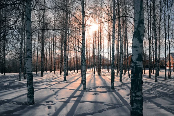 Winter background. Birches in the snow at sunset