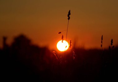 Çimenlerin arasından güneşin çemberi. Yaz gün batımı