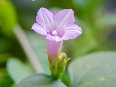 Narin, açık mor bir çiçek, yeşilliklerle çevrili doğal güzellikleri sergiliyor..