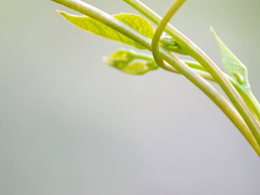 Gelişmekte olan sarmaşık dalları zarif bir şekilde uzanıyor, yumuşak yeşil yaprakları ışıkta açılıyor..