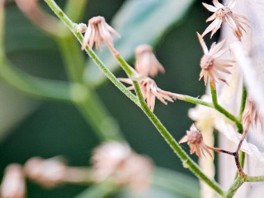 Kurumuş çiçekli narin bir gövde sessiz bir arkaplan karşısında melankolik bir çiçek manzarası yaratır..
