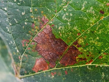 Kahverengi lezyonlu ve lekeli dokulu bir yaprağın detaylı yakın çekimi, bulanık bir arkaplan üzerine kurulmuş..
