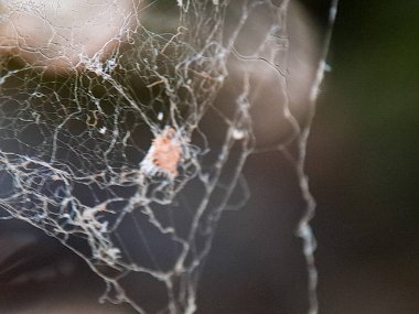 Hassas örümcek ağı koyu bir arkaplanda parıldıyor, yakalanan yaprak, soyut sanat yaratıyor..