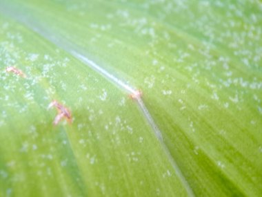 Soyut doğa sahnesi, canlı yeşil bir yaprak yüzeyinin karmaşık ve dokulu desenlerini gözler önüne seriyor.. 