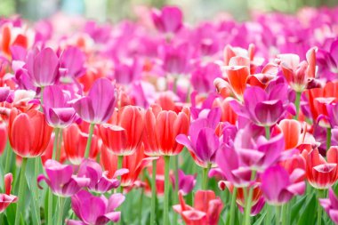 Güneşli bir gün canlı lale alanında. Portre renkli taze çiçekler, beyaz, sarı