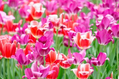 Güneşli bir gün canlı lale alanında. Portre renkli taze çiçekler, beyaz, sarı