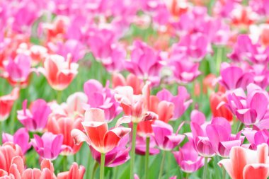 Güneşli bir gün canlı lale alanında. Portre renkli taze çiçekler, beyaz, sarı