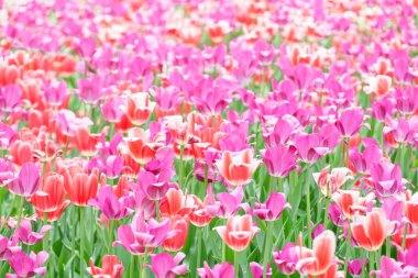 Güneşli bir gün canlı lale alanında. Portre renkli taze çiçekler, beyaz, sarı