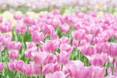 Güneşli bir gün canlı lale alanında. Portre renkli taze çiçekler, beyaz, sarı