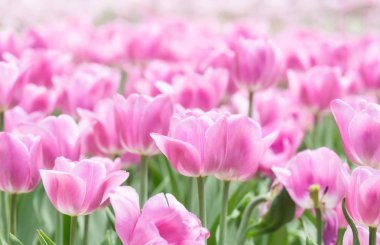 Güneşli bir gün canlı lale alanında. Portre renkli taze çiçekler, beyaz, sarı