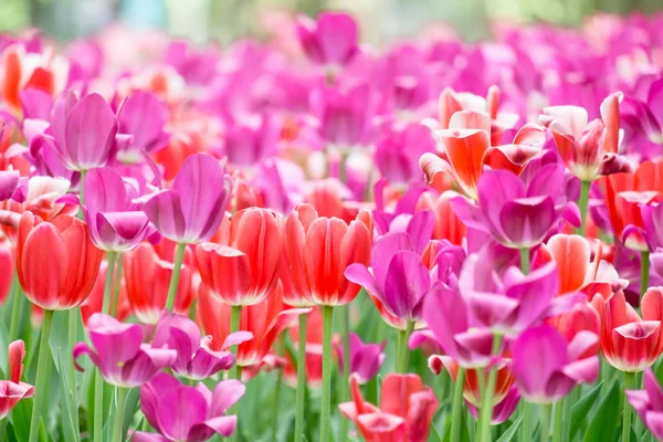 Güneşli bir gün canlı lale alanında. Portre renkli taze çiçekler, beyaz, sarı