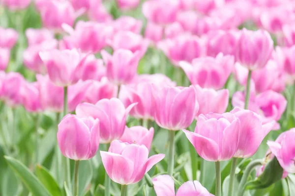 Güneşli bir gün canlı lale alanında. Portre renkli taze çiçekler, beyaz, sarı