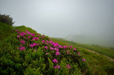 Awesome kalın sis yeşil yamaçlarında pembe orman gülleri çiçekli Dağları - görünümünde.
