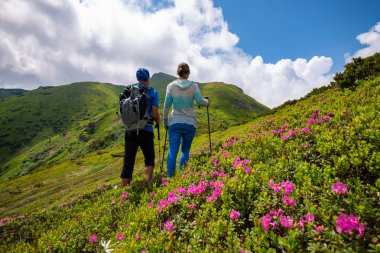 Maceracılar duran pembe çiçekli orman gülleri arasında yeşil dağ yamacında ve harika manzarası. Epik seyahat dağlarda. Geniş açı, arkadan görünüm.