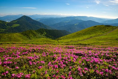 Çiçekli pembe orman gülleri güneşli sabahı ufuk mavi gökyüzü altında uzanan ormanlık tepeler zemin üzerine yeşil yamaçlarında dağlar - harika görünümünde. Geniş açı.